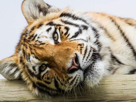 Житель Хабаровского края пытался продать части амурского тигра