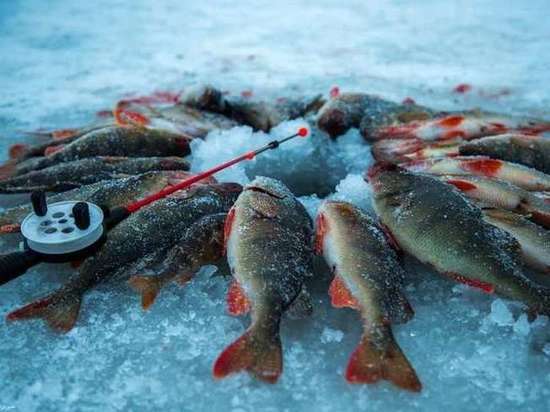 В Рыбинске прошел ежегодный открытый чемпионат по рыбалке