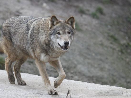 Волки в Тверской области вышли к городу и порвали собак