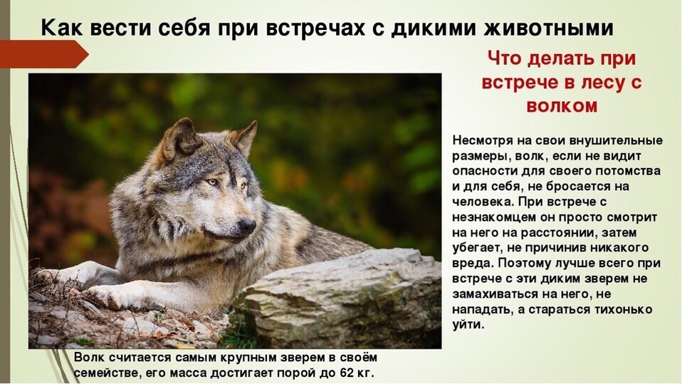 Что опасно человеку в лесу. Опасные животные волк. Опасные животные для человека волк. Опасности леса животные. Что делать при встрече с волком в лесу.