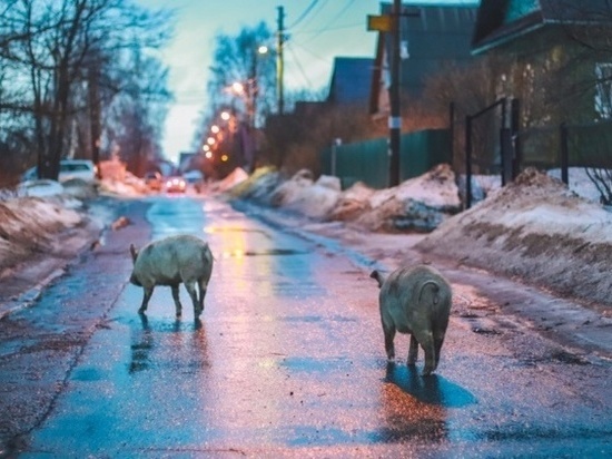 По улицам Ярославля опять бегают свиньи