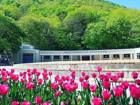 В Железноводске зацветут 120 тысяч тюльпанов