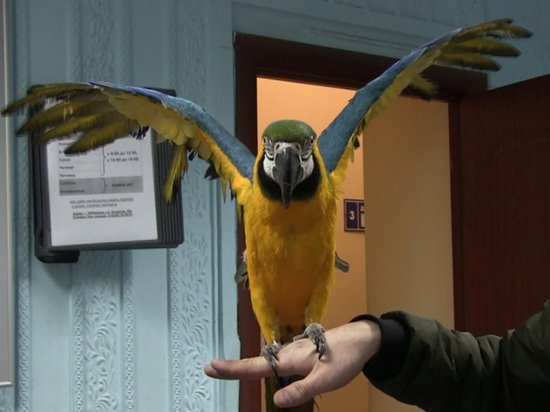 В Чебоксарах работник зоовыставки похитил попугая за 180 тысяч рублей