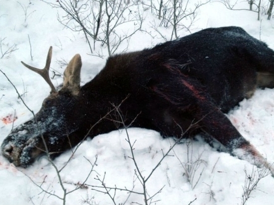 В Ярославской области убит бешеный лось