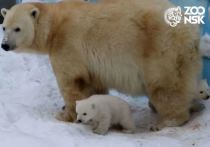 Одной из главных новостей недели стала первая прогулка новых медвежат Кая и Герды