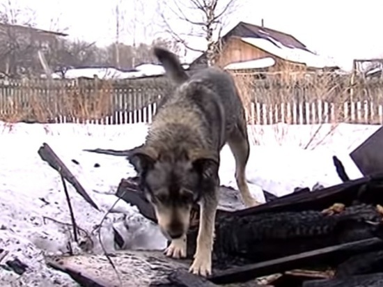 В Ярославле пес ждет погибшего хозяина на пепелище сгоревшего дома