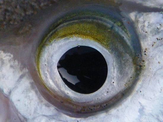 В Краснознаменске правоохранители изъяли 15 килограммов рыбы