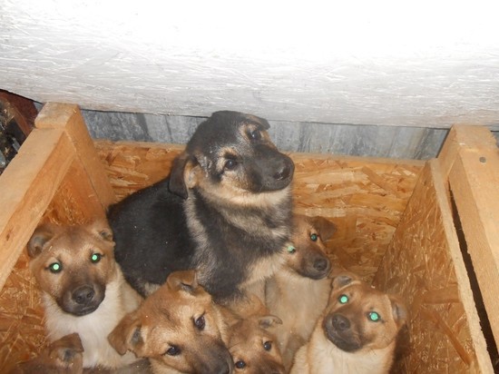Администрация Петрозаводска рассказала, где в ближайшее время будут отлавливать собак