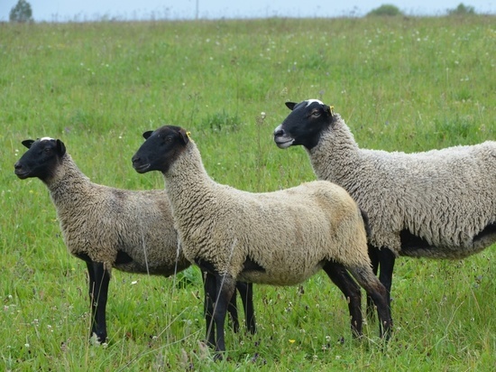 Генофонд романовской овцы в Ярославской области сохранят