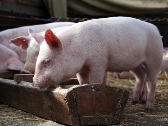 На Дону выявили вирус африканской чумы свиней
