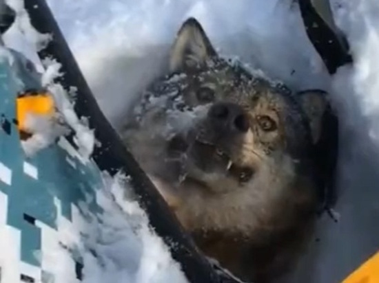 Мужчина на снегоходе задавил волка и издевался над ним