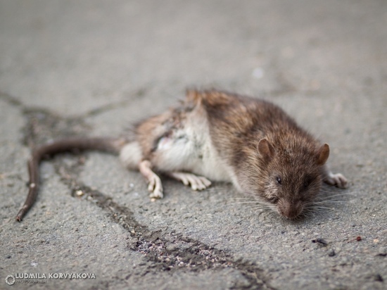 Крысиный переполох: в Петрозаводске снова начнут травить крыс