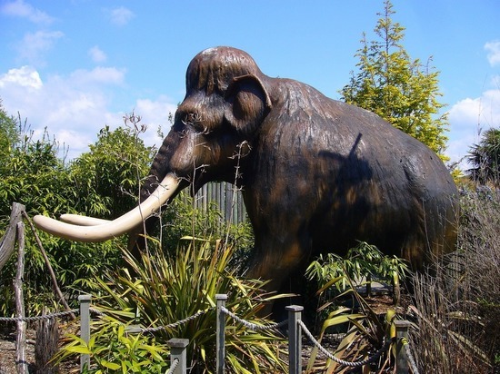 Чудо генетики: в процессе «оживления» мамонтенка Юки поучаствовала слониха
