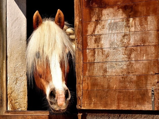 В Нижневартовске появился приют для лошадей