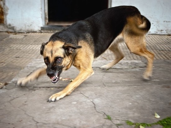 Злая собака из Твери привлекла внимание следователей