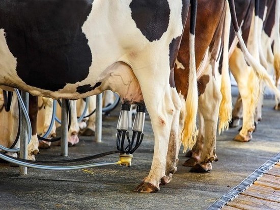Определены ульяновские предприятия-лидеры по производству молока