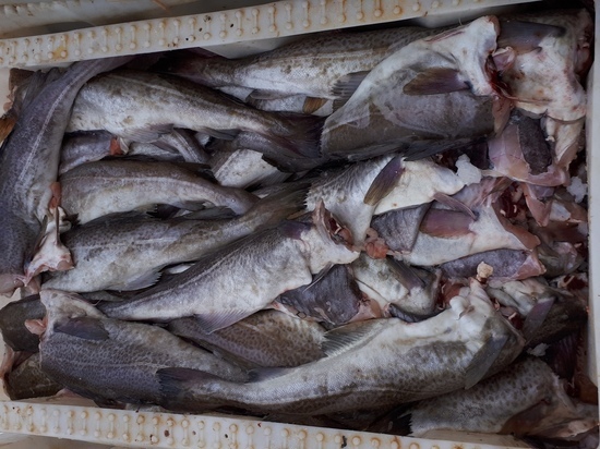 В Мурманской области появится дешевая рыба