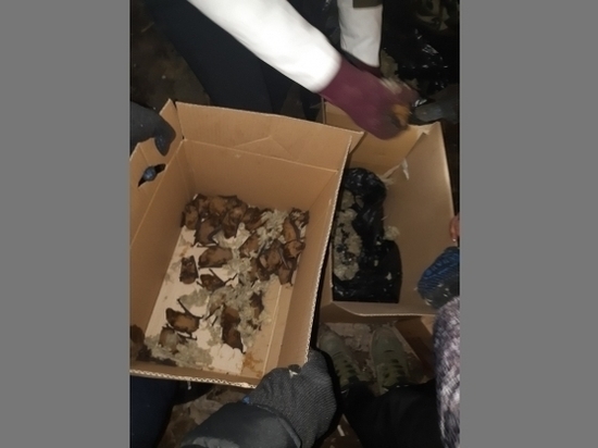 На мусорке в Волгограде нашли 300 летучих мышей На мусорке в Волгограде нашли 300 летучих мышей