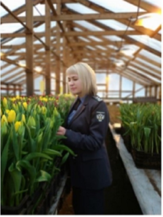 Россельхознадзор проверил в Иванове качество продаваемых тюльпанов