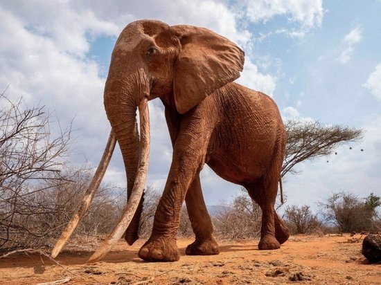 В Кении умерла «королева слонов» с бивнями до земли