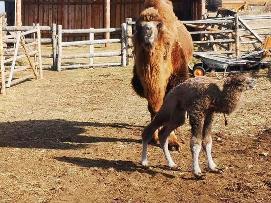 В этно-комплексе в Бурятии родился верблюжонок