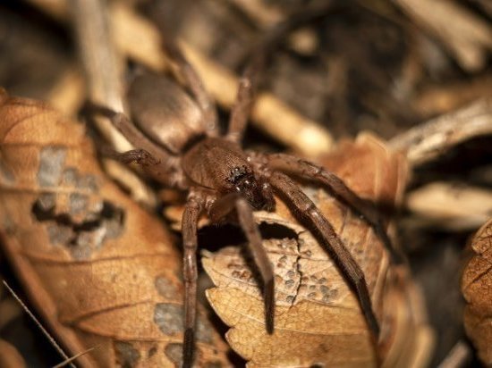 Волгоградцы увидели ядовитых пауков, которые обитают в регионе