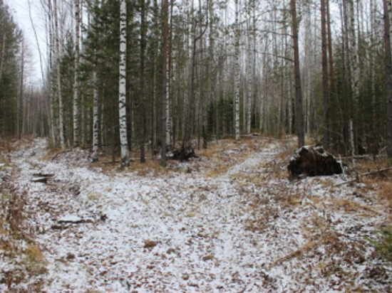 Житель Североуральска прятал останки бобров и лося