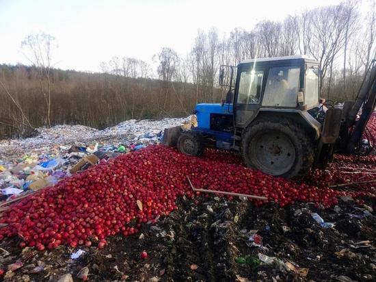 В Себеже раздавили 7 тонн польских яблок