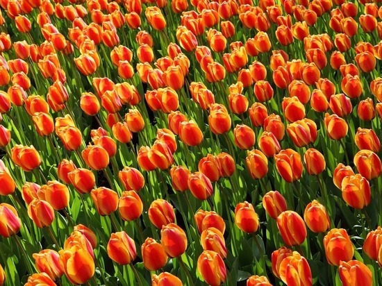 Акцию "Миллион тюльпанов" возродят в Калуге