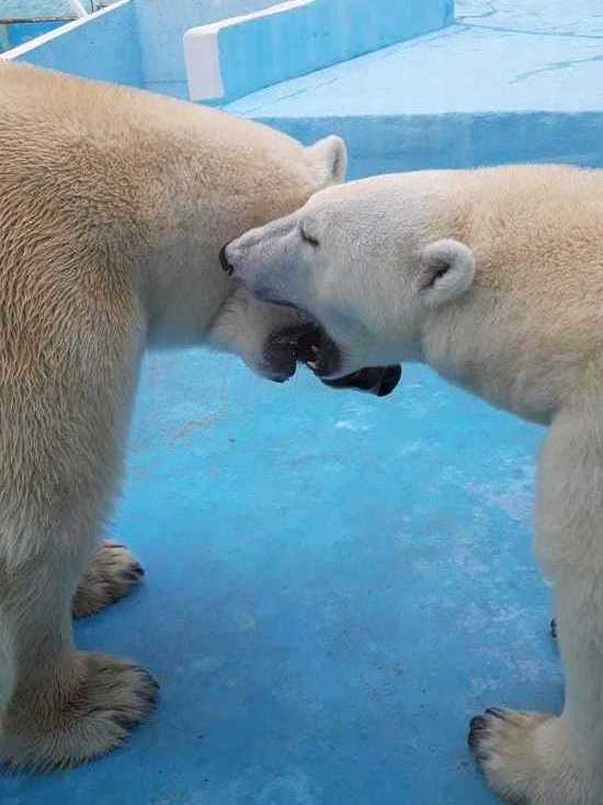 В зоопарке засняли поцелуи белого медведя Командора Седова