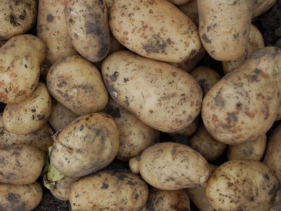В Бурятии алиментщик спрятался от судебных приставов в картошке