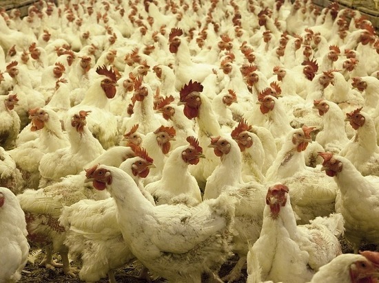 Фабрику, приславшую в Бурятию курицу с сальмонеллой, закрыли на 90 дней