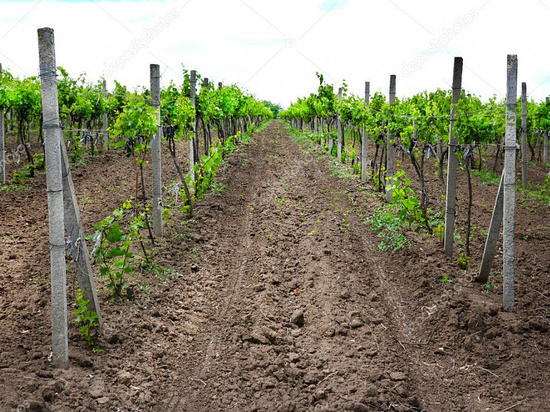 На новые виноградники Кубани пойдут 714 млн бюджетных денег