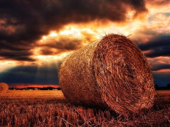 В Кировской области фермеры украли из колхоза 50 тонн сена