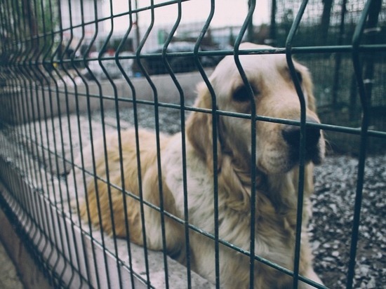 Алтайские муниципалы не справляются с отловом бездомных собак