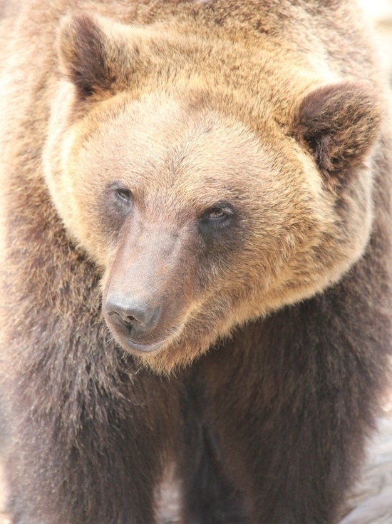 В Удмуртском зоопарке из спячки вышел медведь Гоша