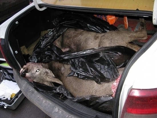 В Псковской области задержали браконьеров
