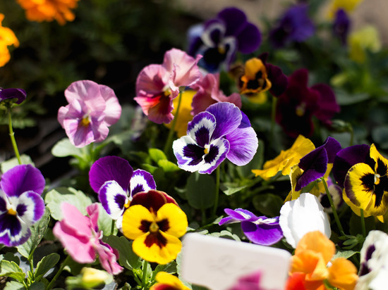 Какие цветы советуют высаживать волгоградским дачникам весной