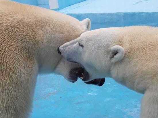 Геленджикский сафари-парк показал, как целуются медведи