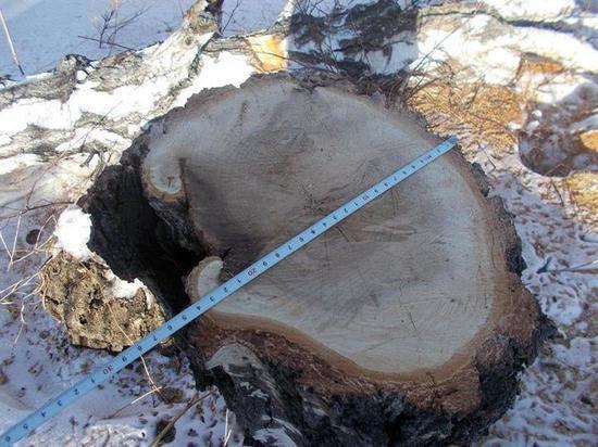 Мэрия предупредила об уголовной ответственности за незаконную вырубку деревьев