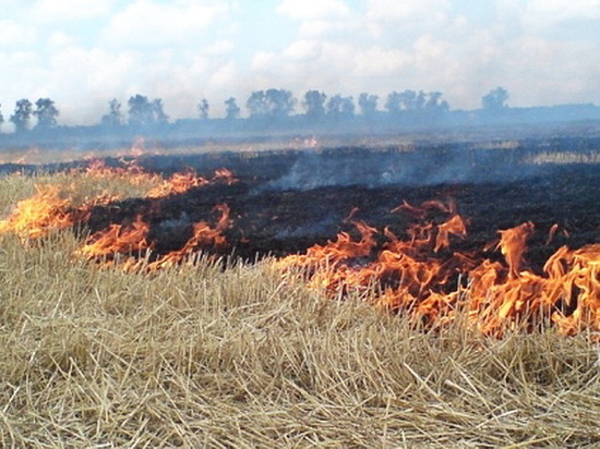 В Воронежской области отмечены первые ландшафтные пожары