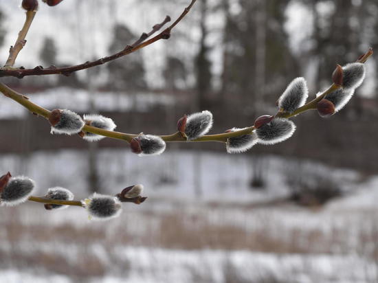 К началу третьей декады марта погода в Архангельской области остаётся в плюсе