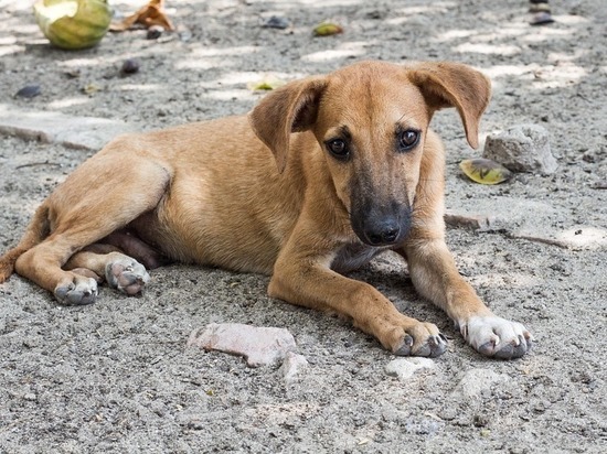 В Ставрополе проблему бродячих животных будут решать гуманно