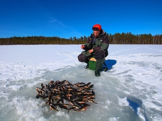 Рыбак в Невельском районе из одной лунки в лесном озере вытащил 126 окуней