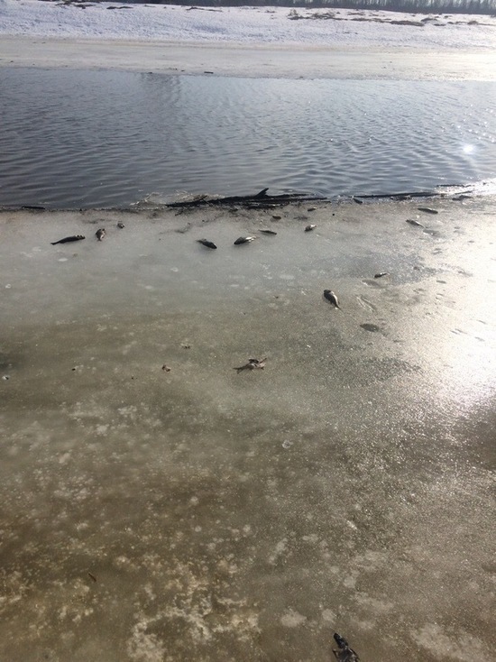 Берег реки в Тверской области усеян мёртвой рыбой