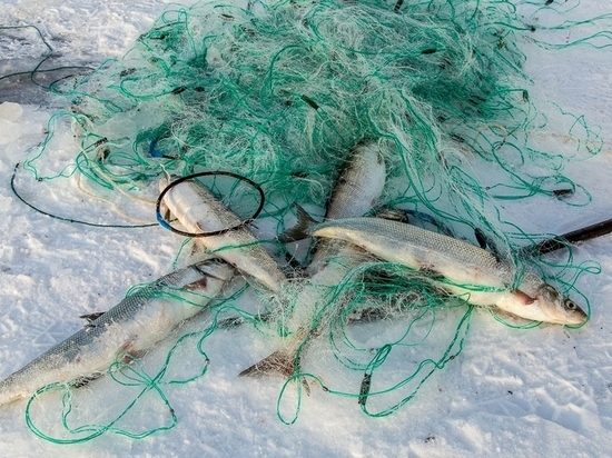 В Ивановской области задержали браконьера с уловом в 46 рыбин