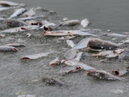 Названы виновные в массовой гибели рыбы на реке Урал