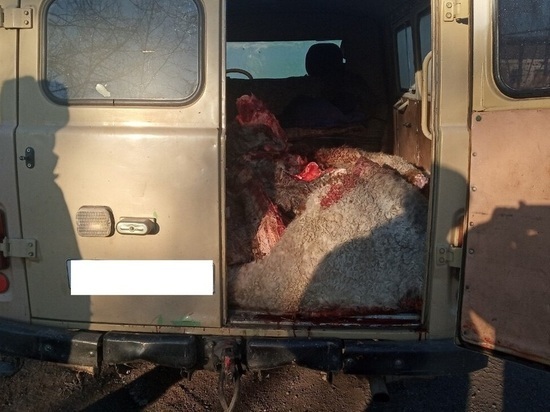 Четверых мужчин, похитивших с пастбища 5 коров, поймала полиция Тувы