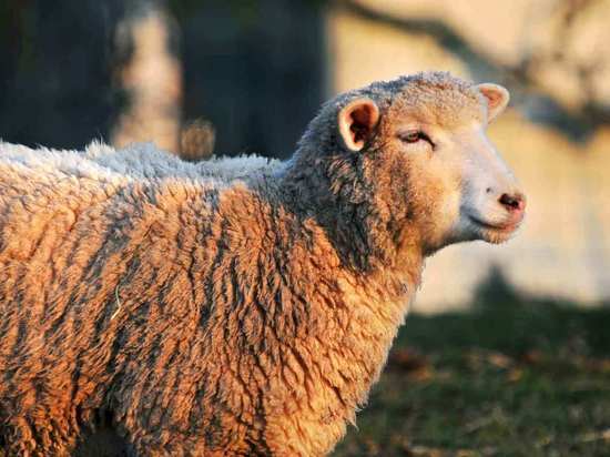 На Тамбовщине бешенство подхватила домашняя овца