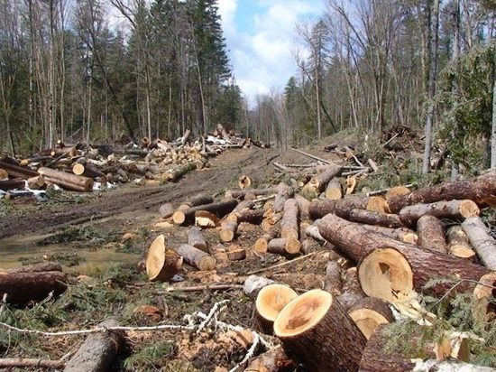 Житель Хабаровского края незаконно вырубил деревья на 7,8 млн рублей